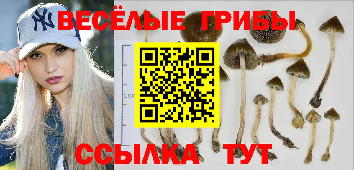 Галлюциногенные грибы Psilocybine cubensis  Вход с VPN  Камень-на-Оби 